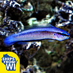 Indigo Dottyback, Captive-Bred